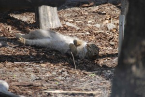 Wildkatze_liegend