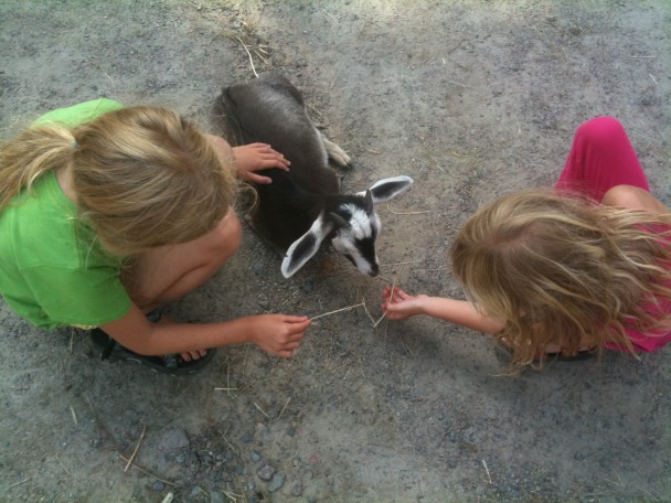 Streichelzoo - Kinder und Tiere