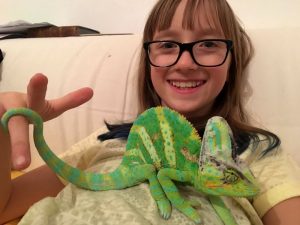 Ein Chamäleon als Haustier.