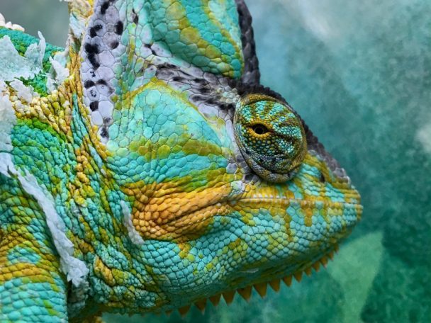 Ein Chamäleon ist ein tolles Haustier