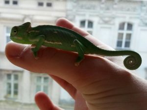 Unser Chamäleon war winzig, als wir es bekamen.