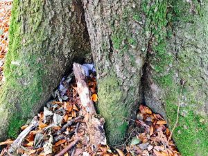 Geocaching - der Fundort am Fuße des Baumes
