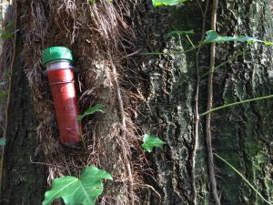 Geocaching - ein neuer Schatz wurde im Baum gefunden