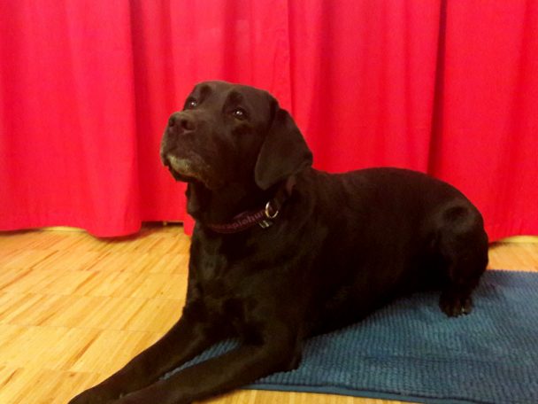 Hundeangstworkshop in der wienXtra-kinderinfo mit Hund Abbey.