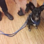 Hundeangstworkshop in der wienXtra-kinderinfo mit Hund Maya.