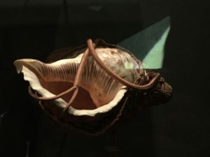 Muschelhorn, Schneckenhorn, Weltmuseum Wien