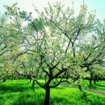 Wanderweg Steinhofgründe