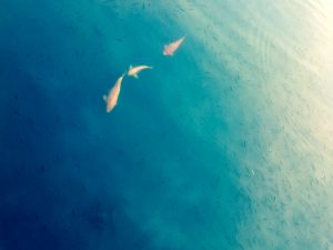 Spielplatz beim See in der Seestadt, https://blog.kinderinfowien.at