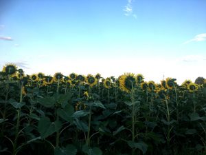 im blog.kinderinfowien.at