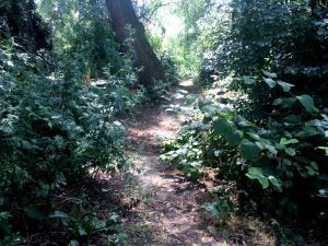 im blog.kinderinfowien.at