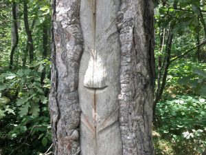 im blog.kinderinfowien.at