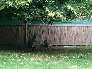 im blog.kinderinfowien.at