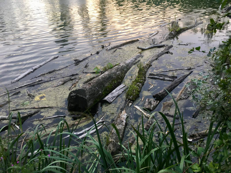 Schwimmen in der Lobau - Dechantlacke im blog.kinderinfowien.at